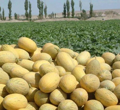 吃瓜吃什么瓜哈密瓜,吃瓜达人揭秘哈密瓜的甜蜜诱惑